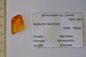 Vorschaubild Bernstein m. Blattlauslarve, Trauermücke